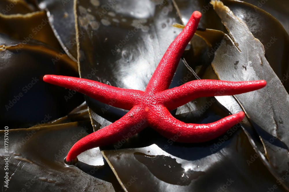 Pacific Blood Star on Kelp