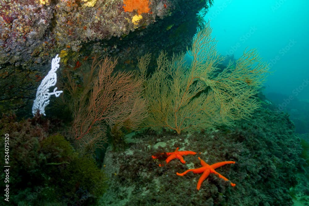 Sea star near corals under clear sea