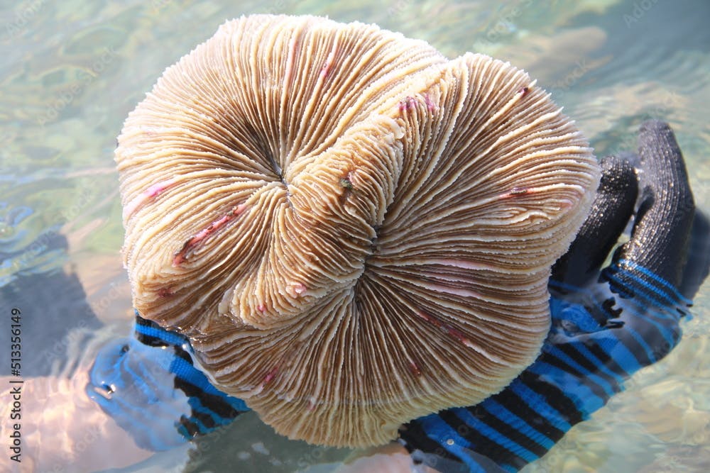 beautiful coral in the hands of a diver, Common mushroom coral (Fungia fungites)