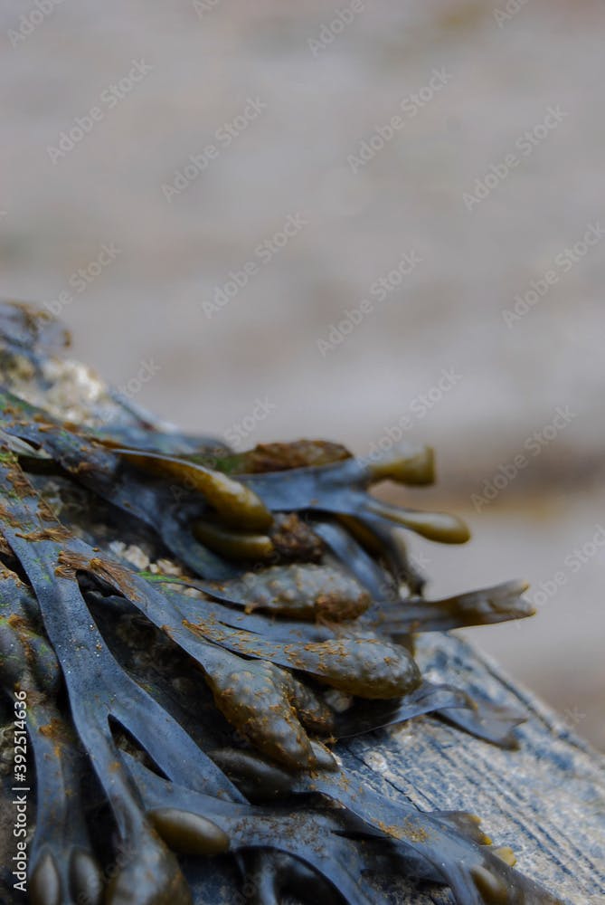 Spiral Wrack (Fucus spiralis) seaweed exposed at low tide