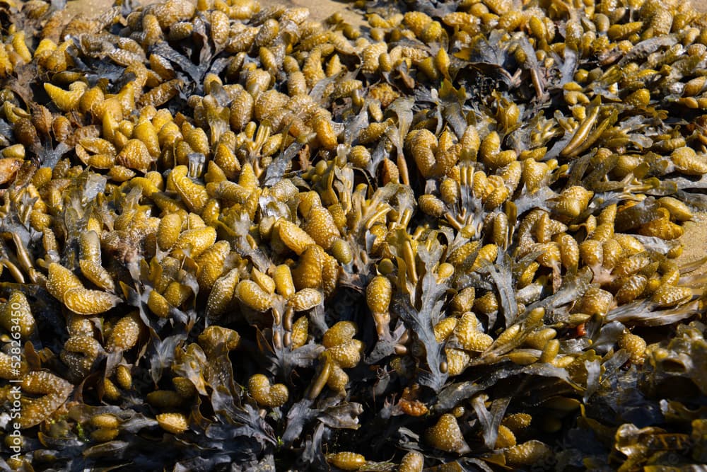 Spiral wrack seaweed growing on a beach, Fucus spiralis