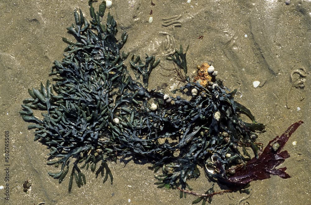 Fucus spiralis, Algue, fucus spirale