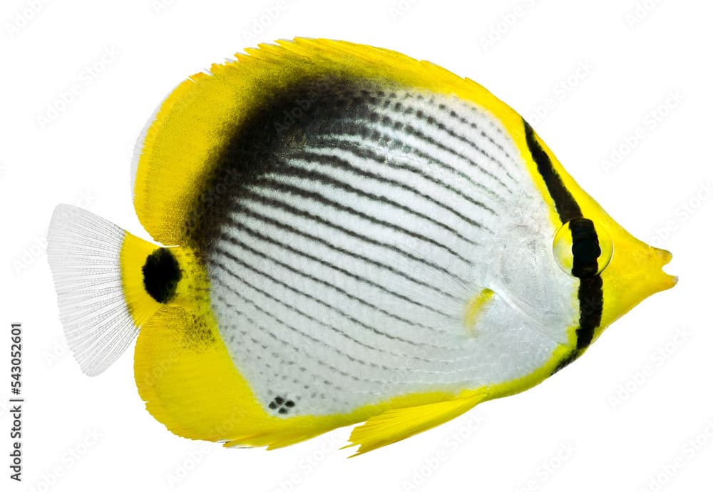 Blackback Butterflyfish. Chaetodon melannotus. PNG masked background.
