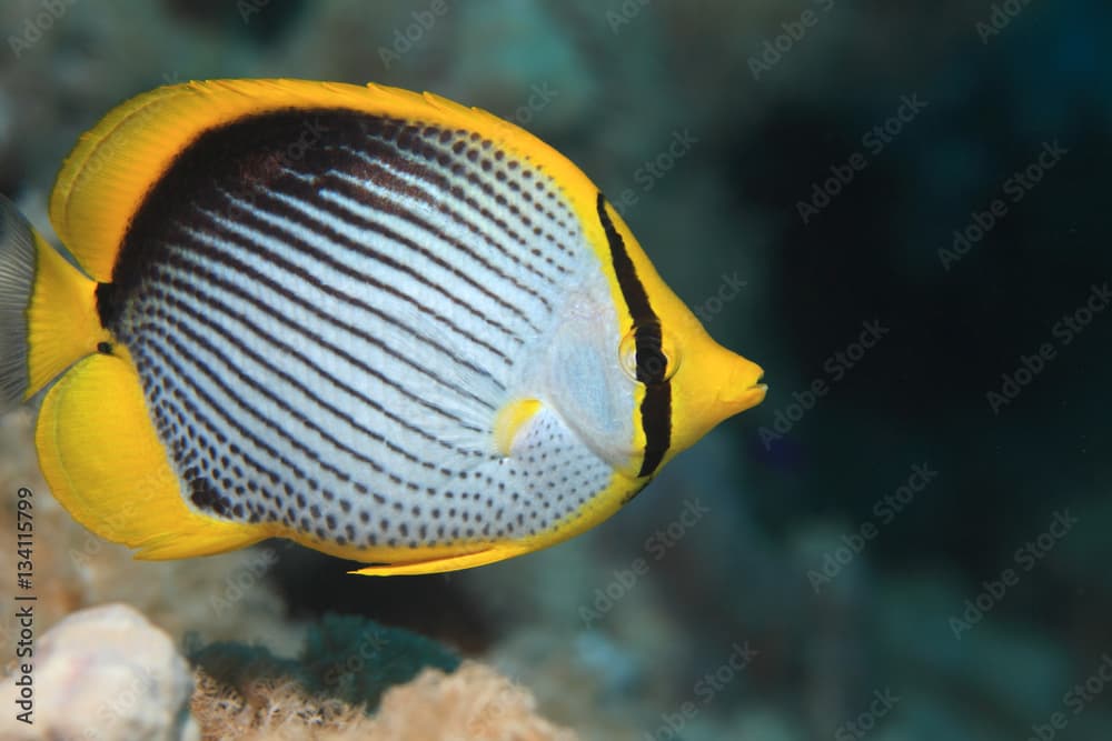 Blackbacked butterflyfish