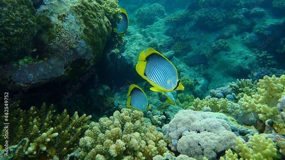 Blackback butterflyfish or black-backed butterflyfish (Chaetodon melannotus) undersea, Red Sea, Egypt, Sharm El Sheikh, Nabq Bay