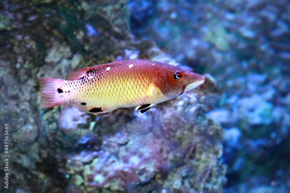 Diana's hogfish (Bodianus diana)