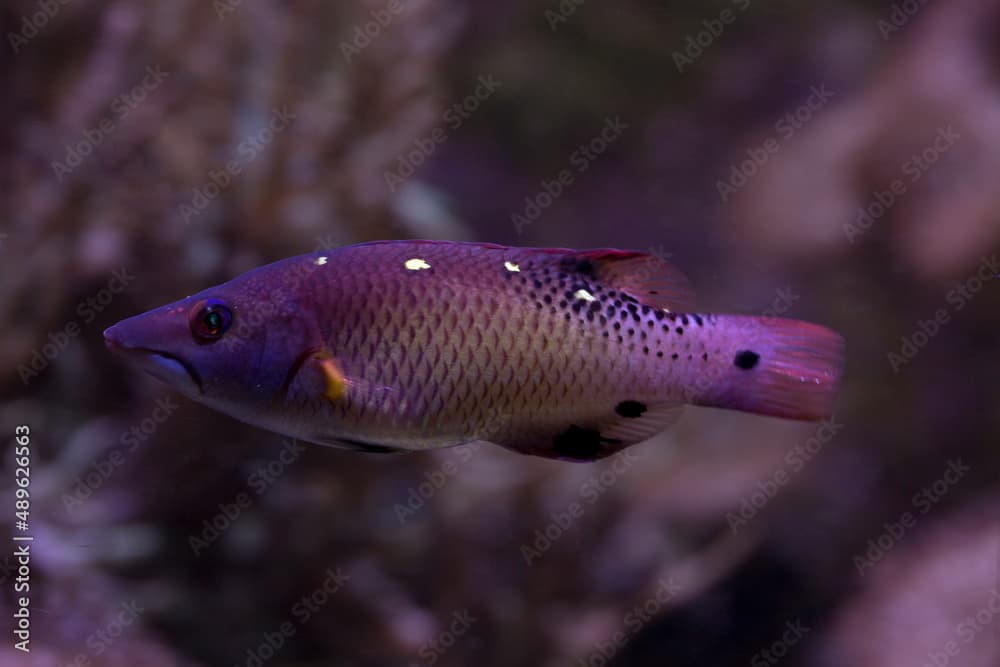 The Diana's hogfish (Bodianus diana).