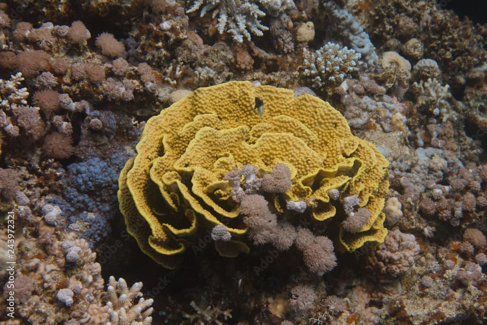 Yellow Leafy Cup Coral in Red Sea