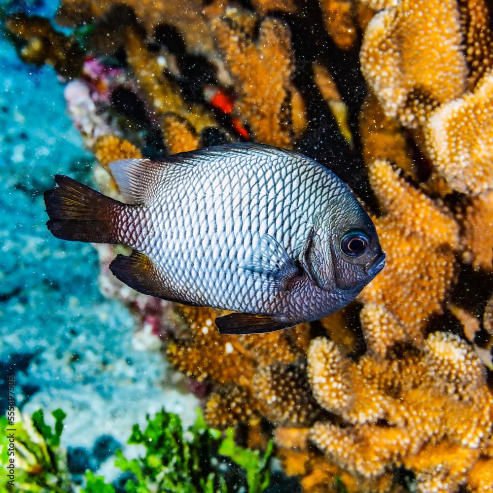 Hawaiian Dascyllus, Hawaii, USA