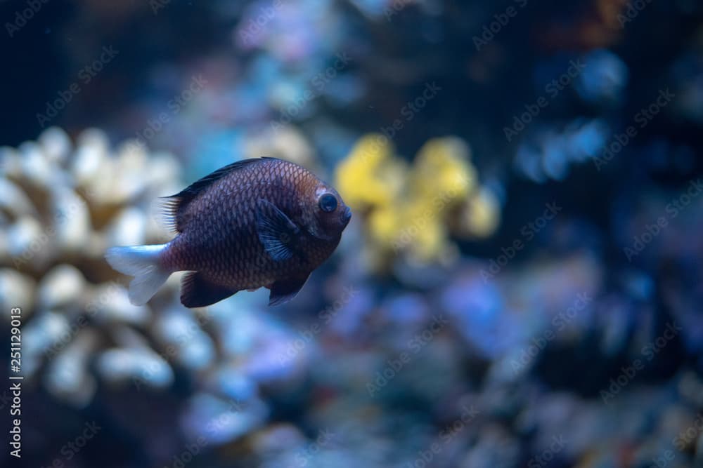 Black Hawaiian dascyllus swimming by a coral reeef