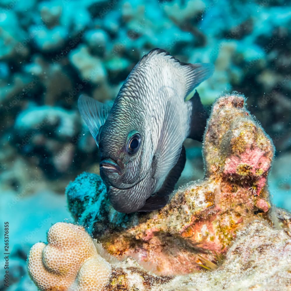 The endemic Hawaiian Dascyllus (Dascyllus albisella) photographed while scuba diving along the Kona Coast; Island of Hawaii, Hawaii, United States of America