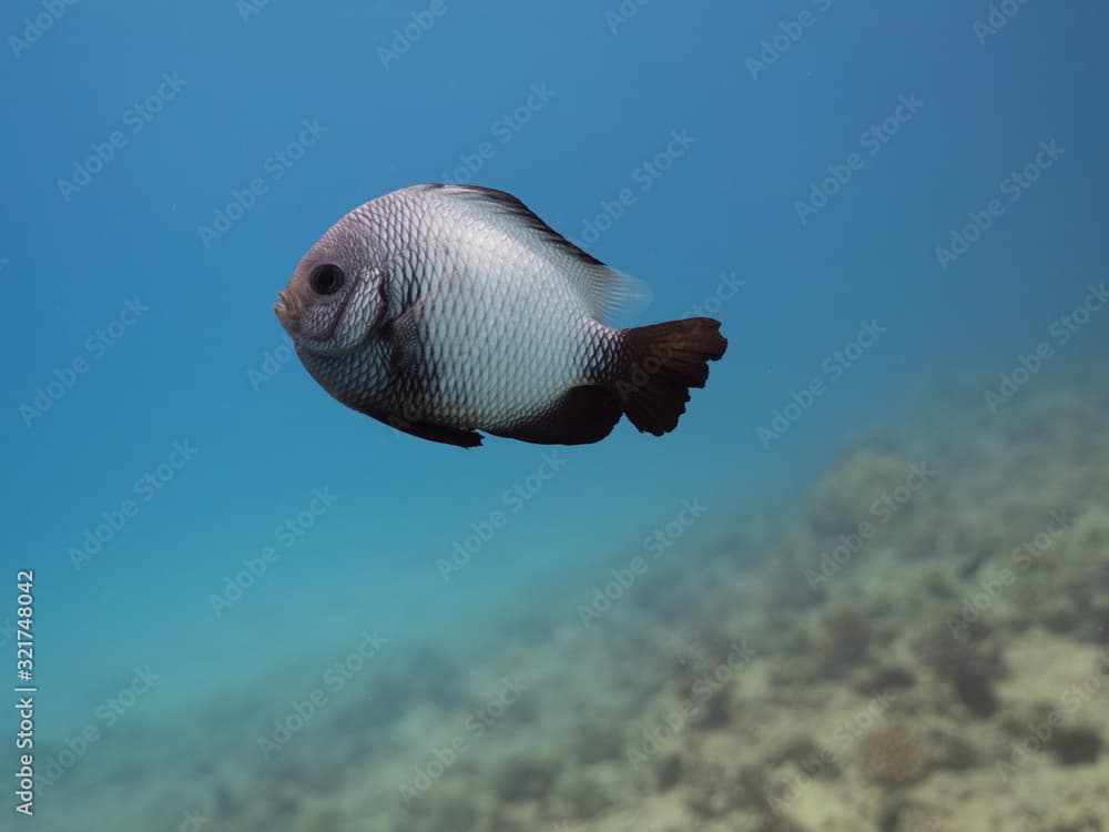 Black and White Damsel Fish over Reef in Blue  OceanWater - Dascyllus albisella