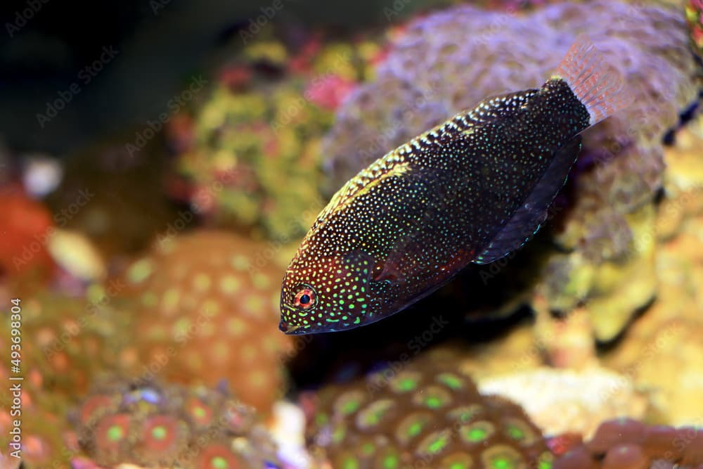  Black Leopard Wrasse Fish - Macropharyngodon negrosensis