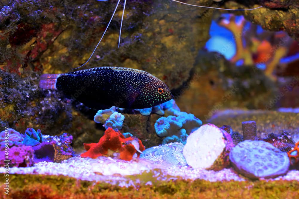  Black Leopard Wrasse Fish - Macropharyngodon negrosensis