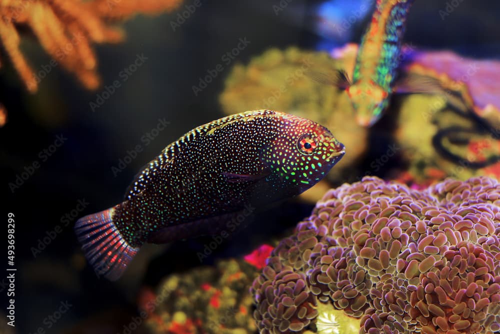  Black Leopard Wrasse Fish - Macropharyngodon negrosensis