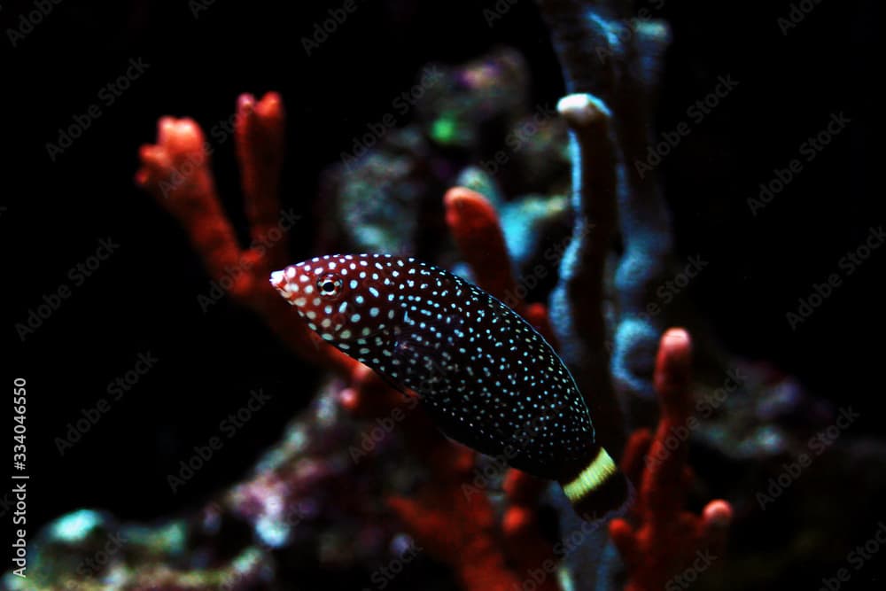 White spotted saltwater wrasse fish - Melanurus Anampses 