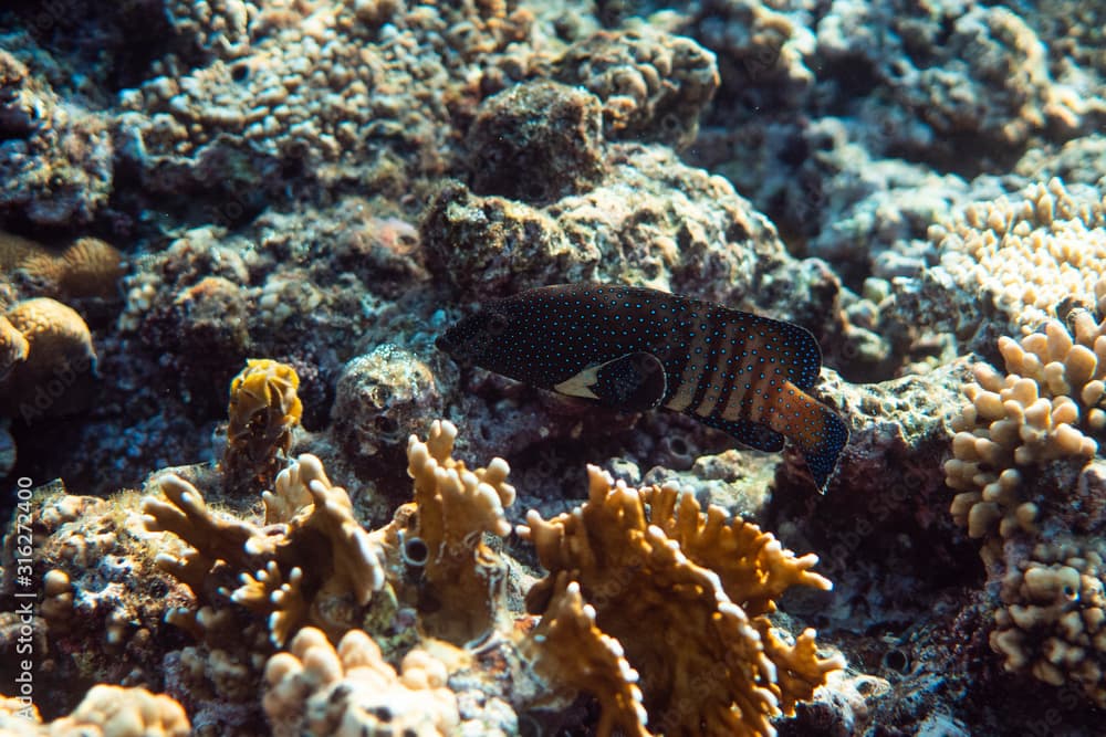 Anampses lineatus underwater in the ocean of egypt, underwater in the ocean of egypt, Anampses lineatus underwater photograph underwater photograph,