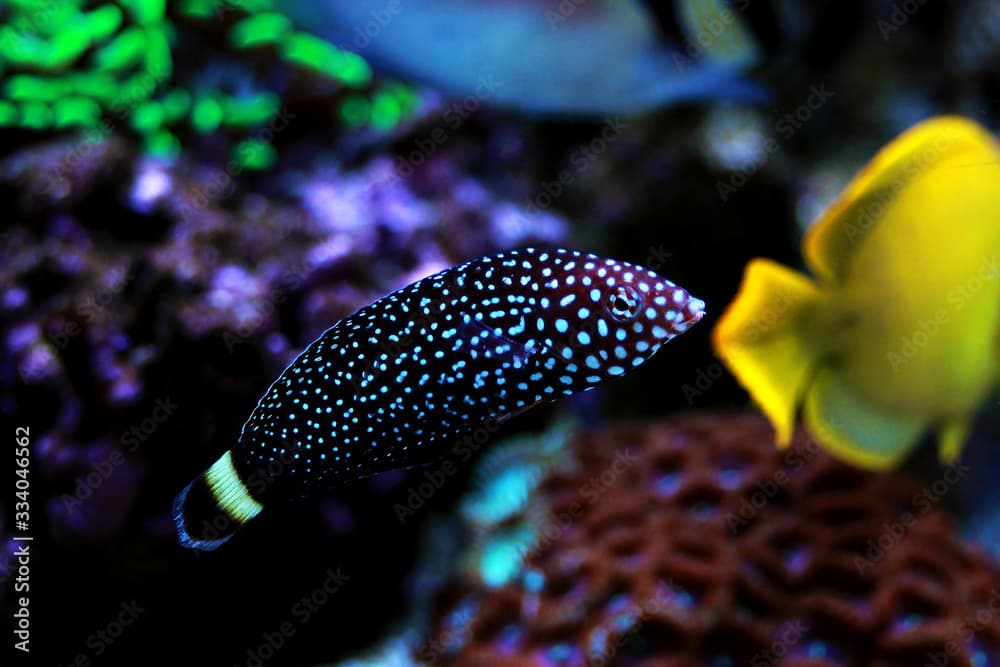 White spotted saltwater wrasse fish - Melanurus Anampses 