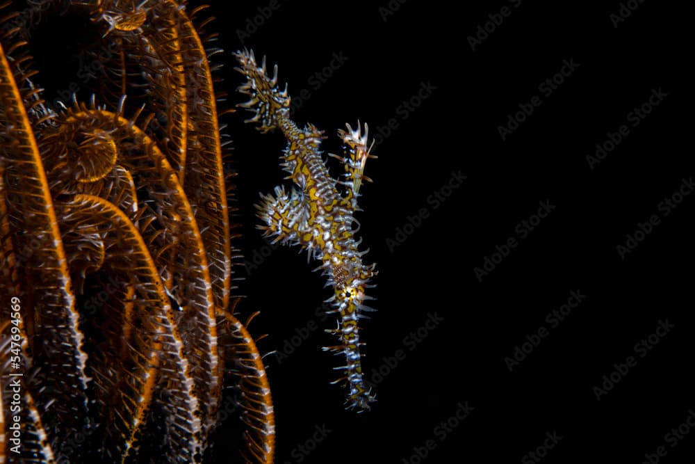 Ornate Ghostpipefish - Solenostomus paradoxus lives beside a sea lily (crinoid). Underwater macro world of Tulamben, Bali, Indonesia.