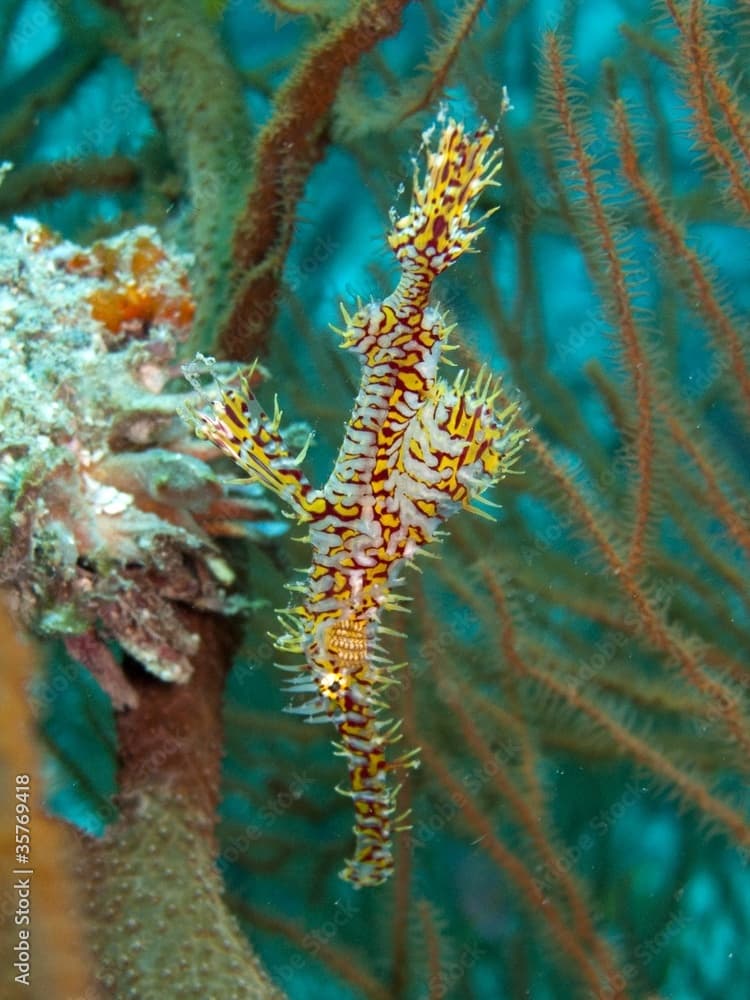 Ornate Ghost Pipefish - Solenostomus paradoxus