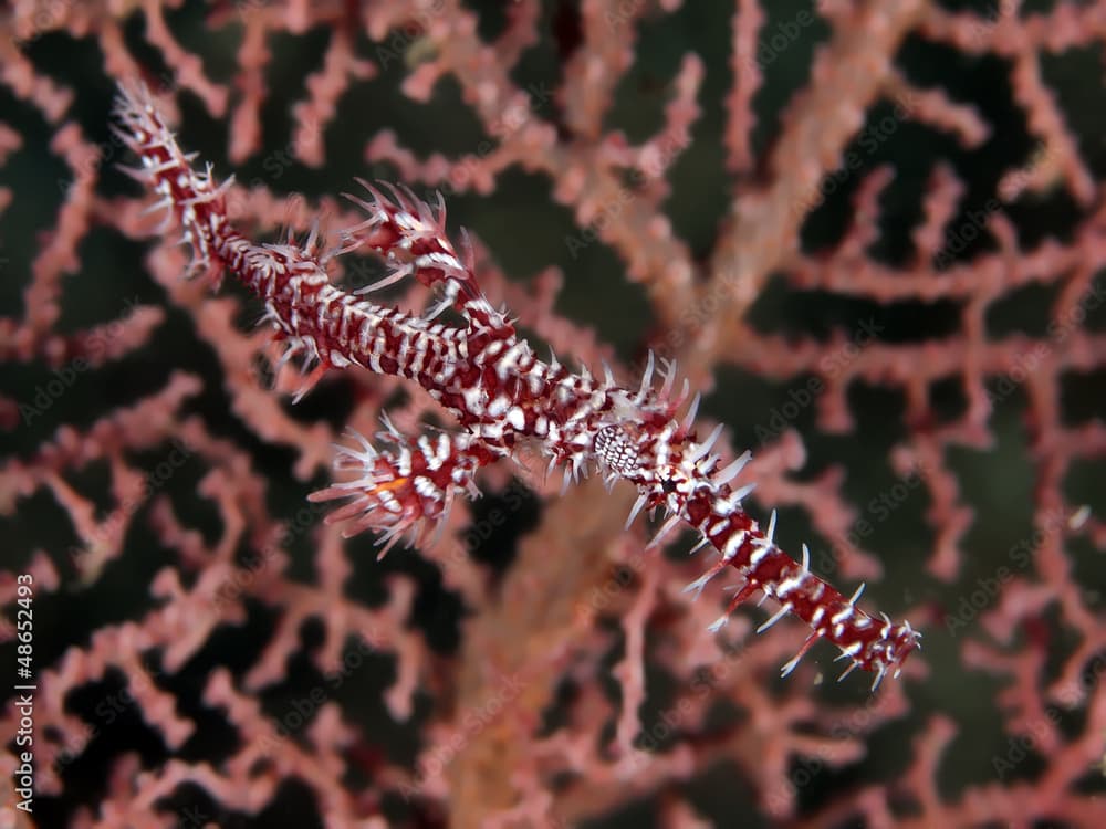 Harlequin ghost pipefish