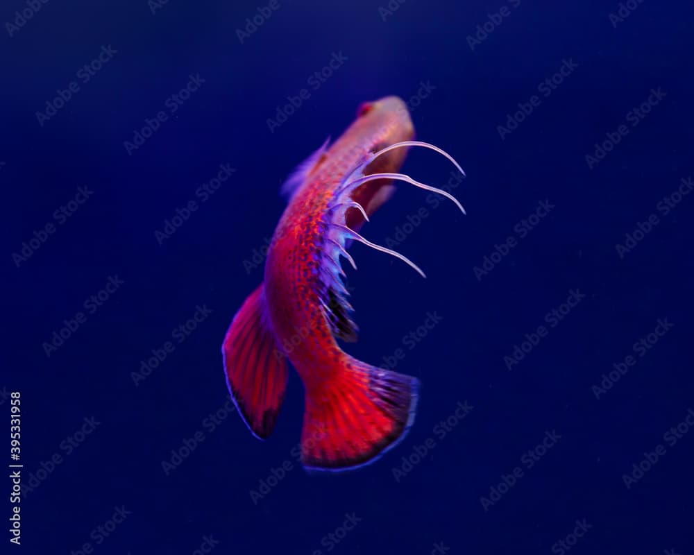 Linespot Flasher Wrasse (Paracheilinus lineopunctatus)