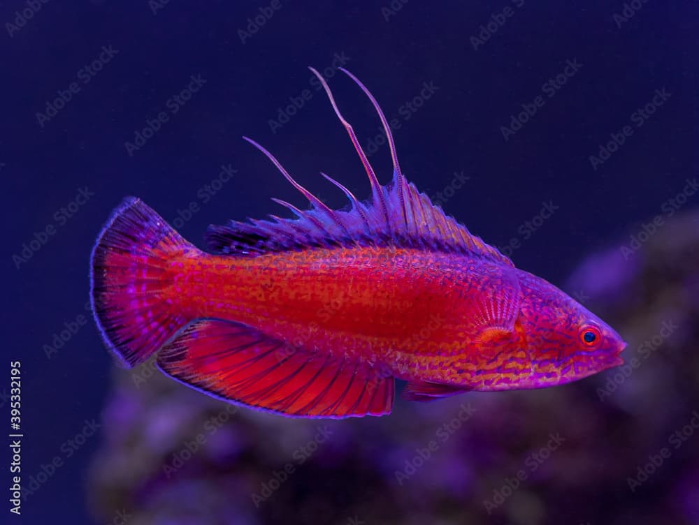 Linespot Flasher Wrasse (Paracheilinus lineopunctatus)