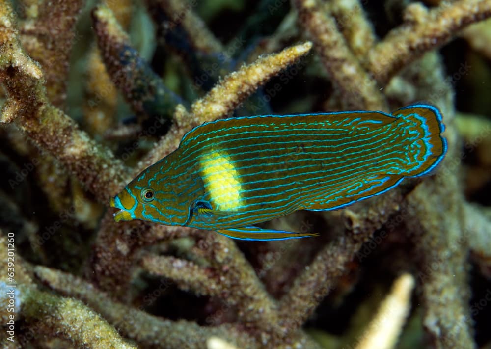 Tubelip wrasse, Labrichthys unilineatus, Raja Ampat Indonesia.