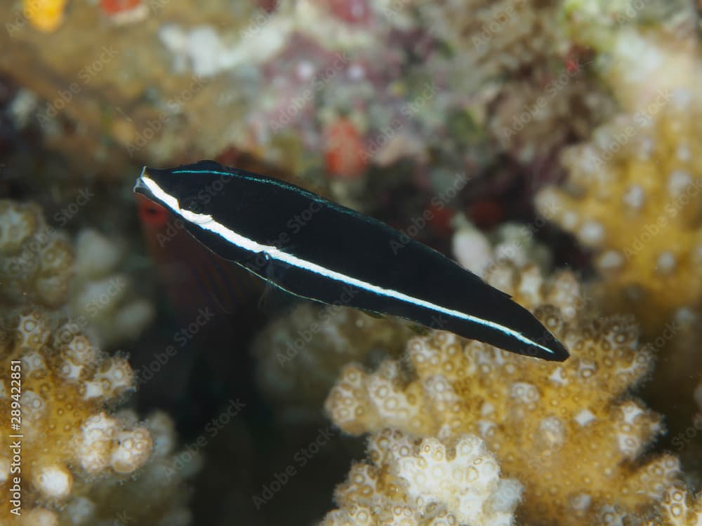 Tubelip wrasse