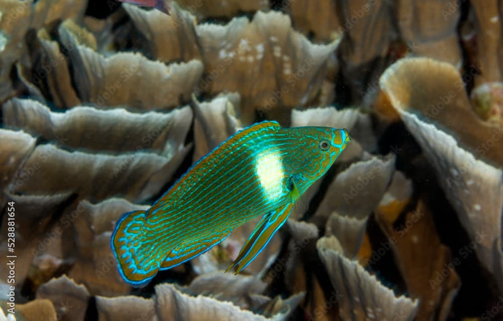 Tubelip wrasse, Labrichthys unilineatus, Raja Ampat Indonesia.