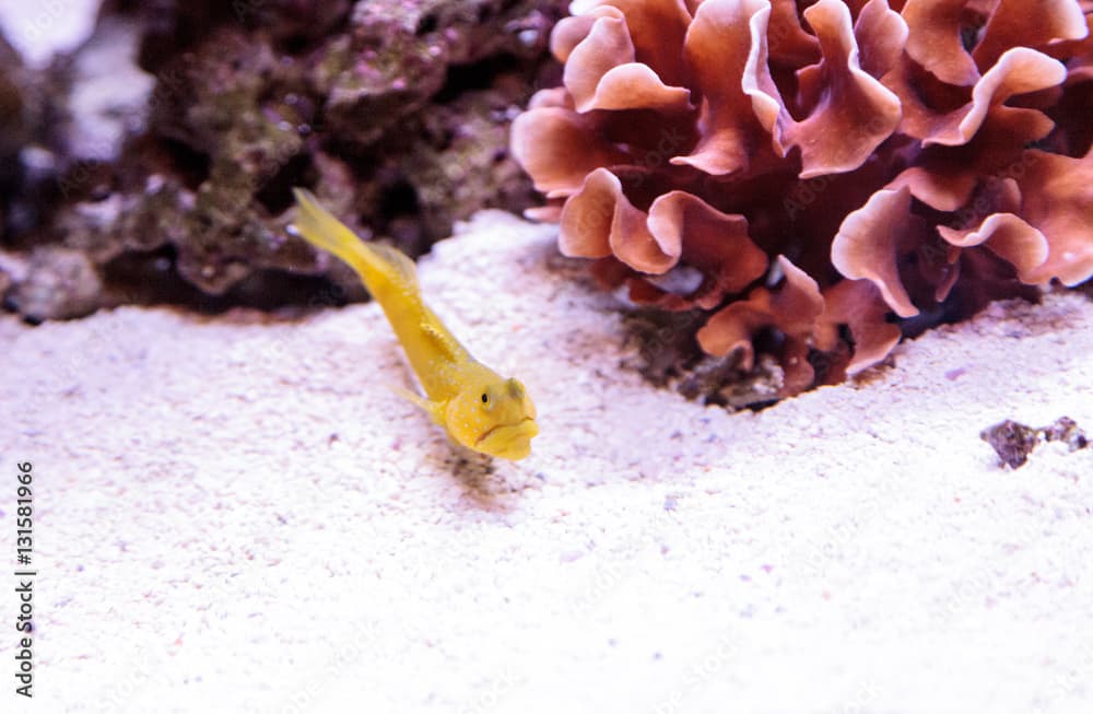 Blue Spotted Jawfish Opistognathus rosenblatti hides in its burrow in the sand in a coral reef.