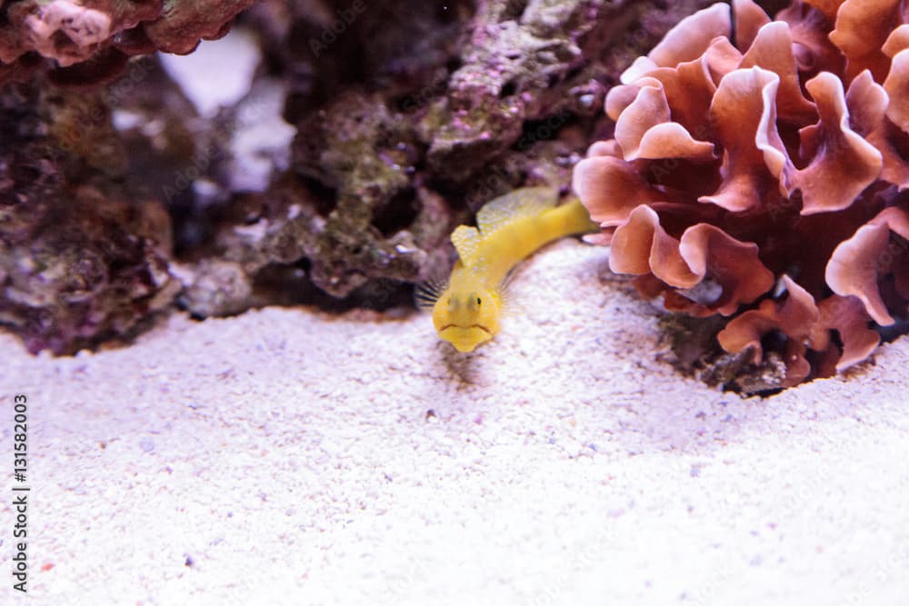 Blue Spotted Jawfish Opistognathus rosenblatti hides in its burrow in the sand in a coral reef.