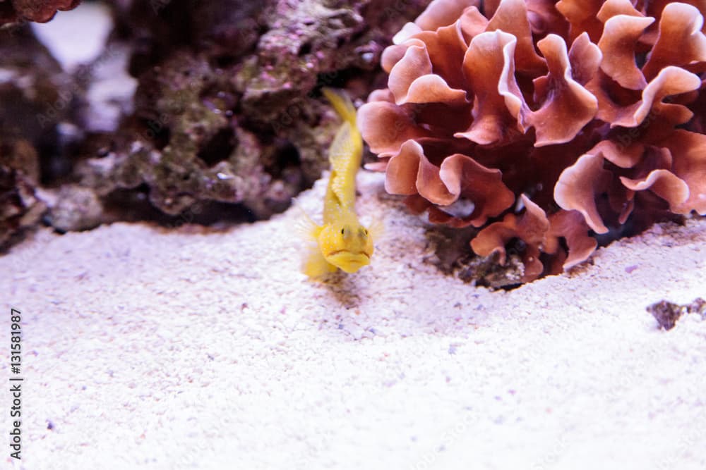 Blue Spotted Jawfish Opistognathus rosenblatti hides in its burrow in the sand in a coral reef.