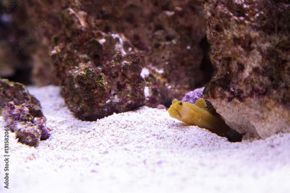 Blue Spotted Jawfish Opistognathus rosenblatti hides in its burrow in the sand in a coral reef.