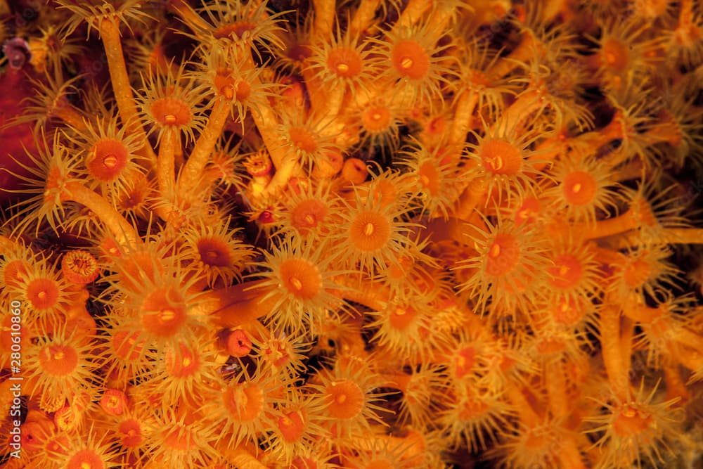 Parazoanthus axinellae, the yellow cluster anemone