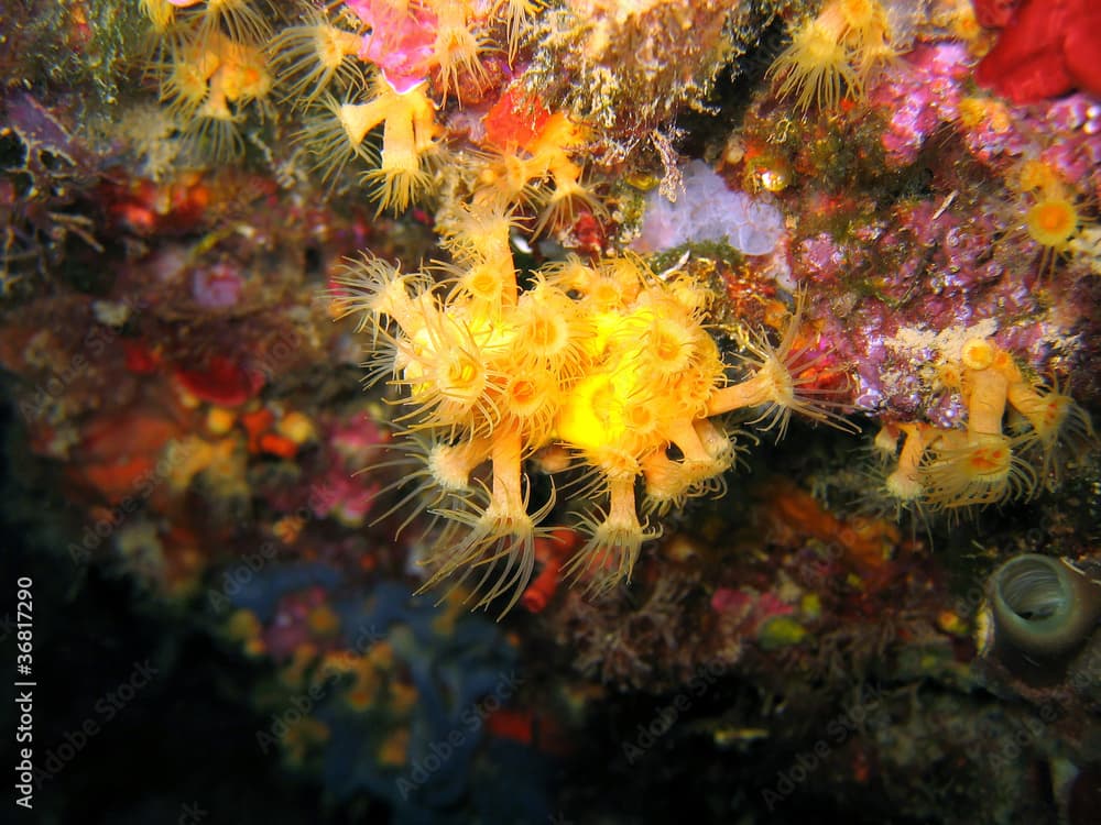 Yellow cluster anemone, Parazoanthus axinellae, Mediterranean sea, France