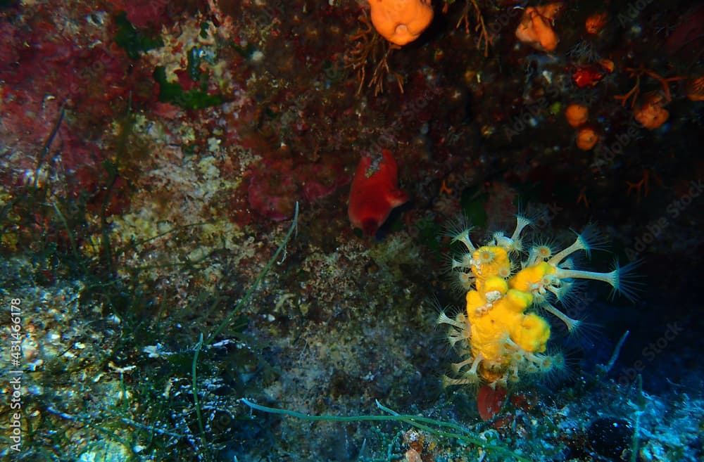 Yellow Cluster Anemone In Adriatic Sea, Croatia