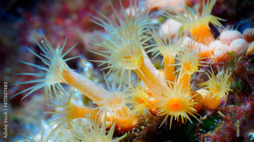 Yellow cluster anemone (Parazoanthus axinellae)