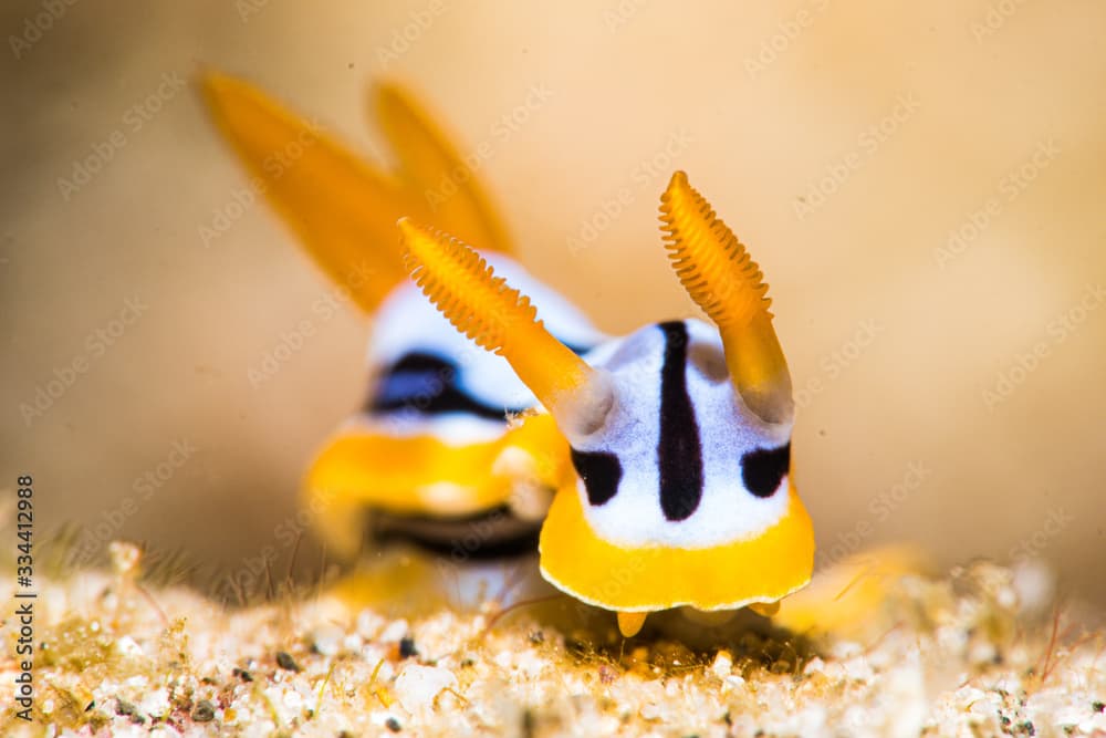 Chromodoris strigata