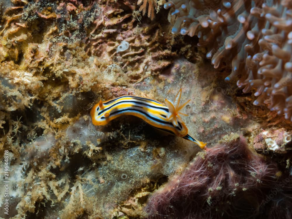 Chromodoris strigata nudibranch