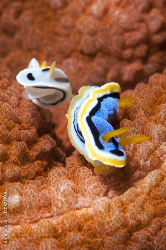 Chromodoris dianae and Chromodoris strigata nudibranches, Sulawesi, Indonesia