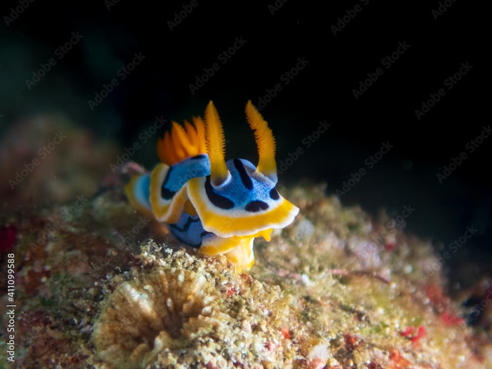 Streaked Chromodoris (Chromodoris strigata) nudibranch or sea slug in a tropical coral reef near Anilao, Batangas, Philippines.  Underwater photography and travel.