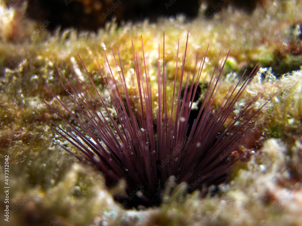 Diadema Savignyi - Diadematidae - Long-spined sea urchin - Black longspine urchin  - Banded diadem