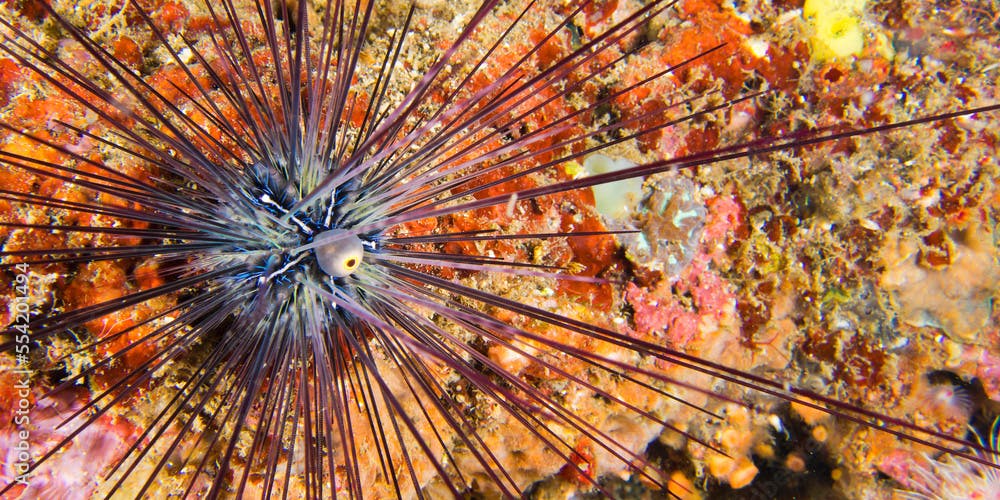 Sea Urchin, Savigny's Longspine Sea Urchin, Diadema savignyi,Coral Reef, Lembeh, North Sulawesi, Indonesia, Asia