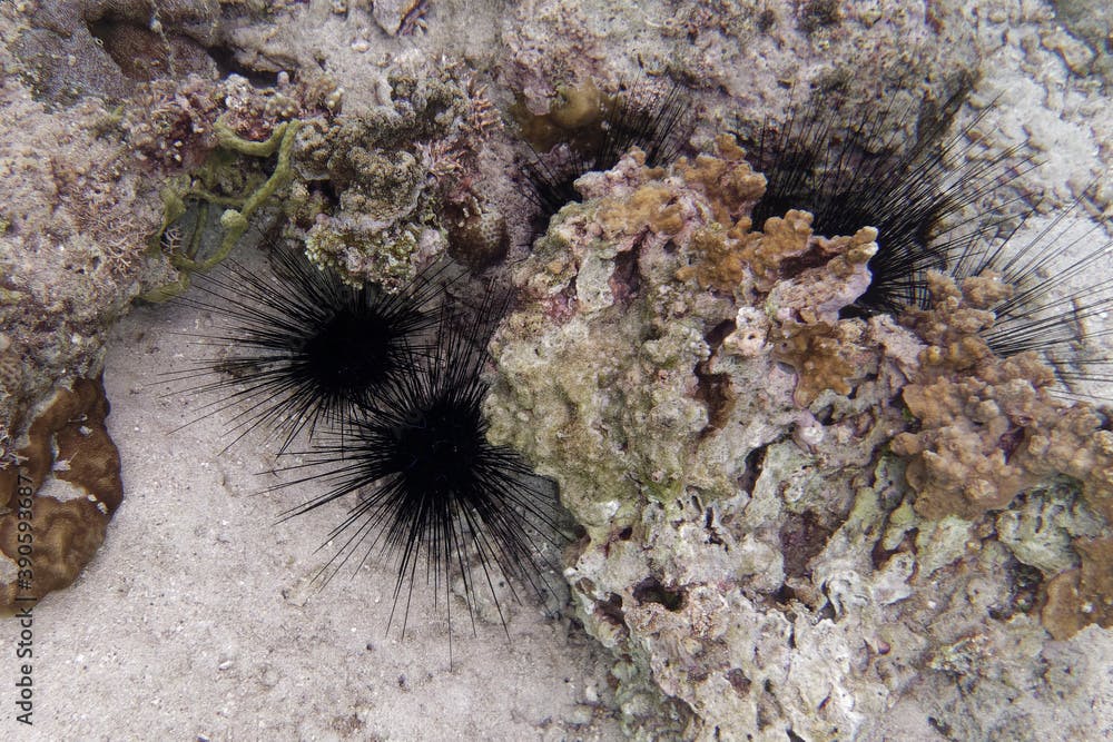 Long-spined sea urchin or Black longspine urchin or Banded diadem (Diadema savignyi), Bunaken Island, Sulawesi, Indonesia