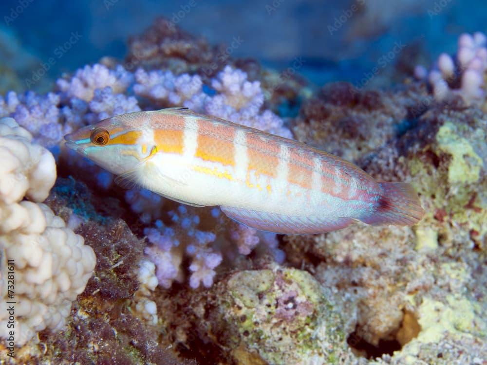 Tail-spot rainbow wrasse