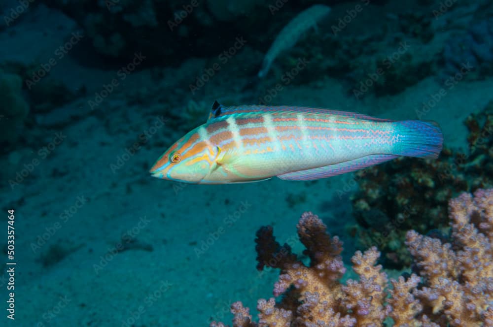 Labride mentre nuota sopra la barriera corallina