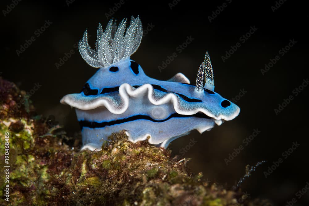 Chromodoris Nudibranch