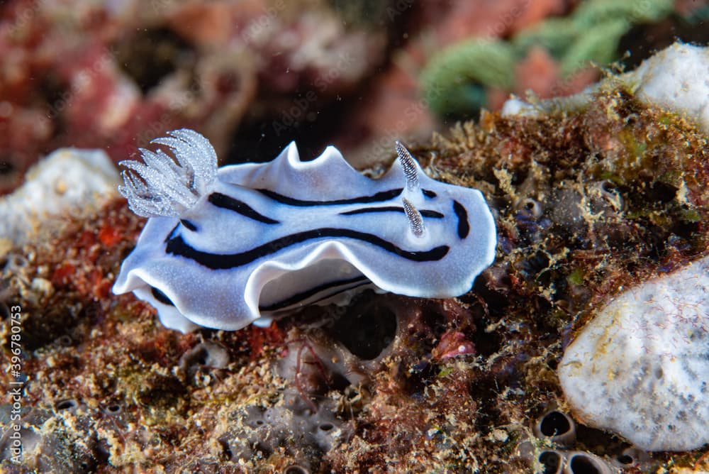 Chromodoris willani