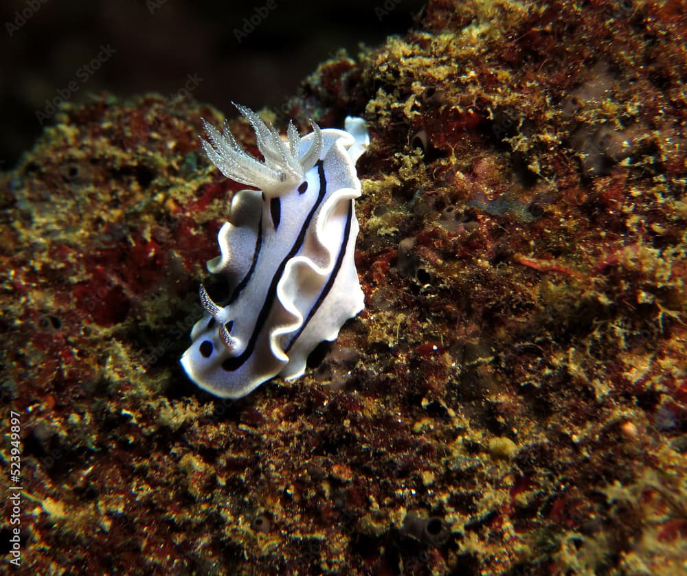 A Chromodoris Willani nudibranch Boracay Island Philippines